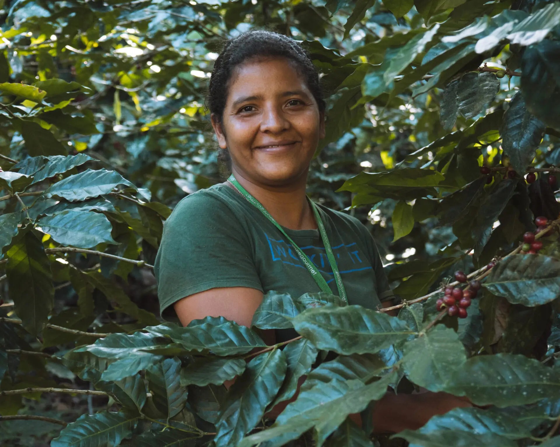 Vild kaffe fra skoven i Nicaragua